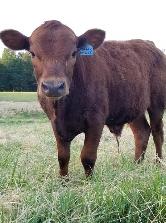 Dexter steer