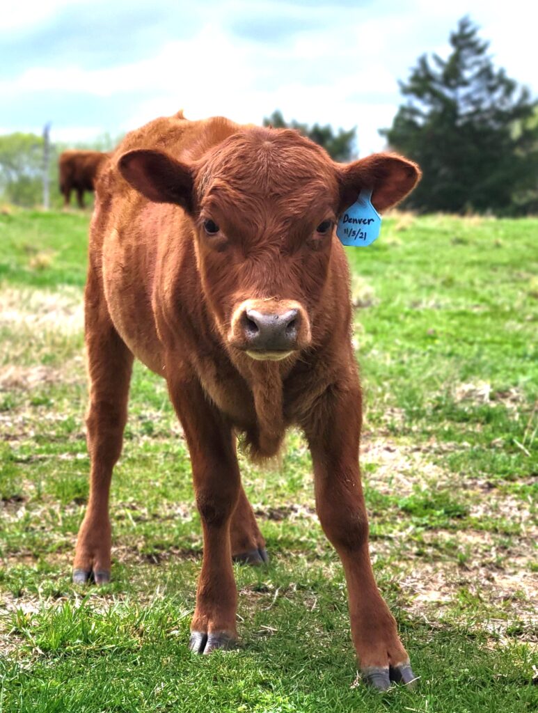 Dexter calf