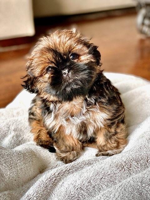 Shih tzu puppy